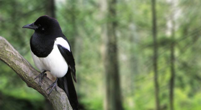 magpie-bird