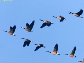 geese