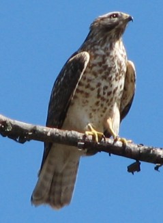 hawk